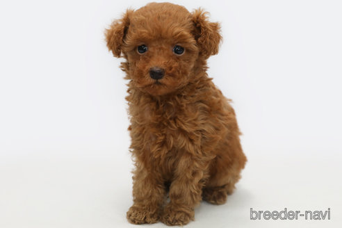 成約済の神奈川県のトイプードル-326265の1枚目